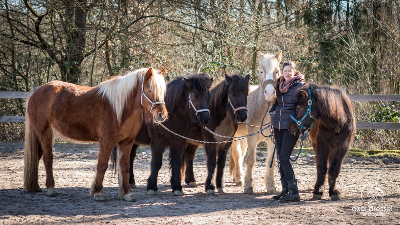 Meine Pferde | Islandpferde vom Coburger Land - Annina Hauck